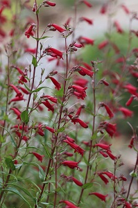 Penstemon kunthii