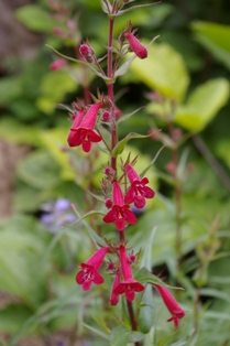 Penstemon kunthii