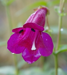 Penstemon 'Port Wine'