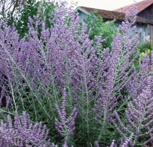 Perovskia atriplicifolia 'Filigran'