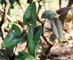 Persicaria microcephala 'Red Dragon'