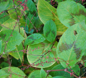 Persicaria virginiana