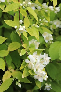 Philadelphus coronarius 'Aureus'