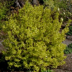 Philadelphus coronarius 'Aureus'