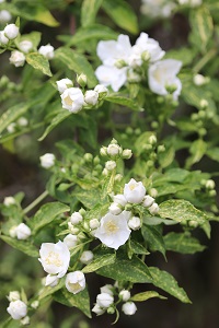 Philadelphus 'Innocence'