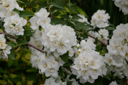 Philadelphus lemoinei 'Manteau de Hermine'