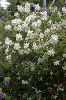 Philadelphus lewisii 'Blizzard'