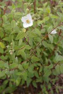 Philadelphus microphyllus 'Charles Price'