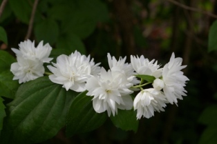 Philadelphus virginalis 'Minnesota Snowflake'