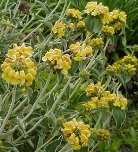 Phlomis fruticosa