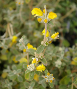 Phlomis lanata