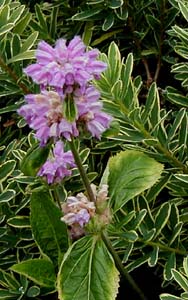 Phlomis tuberosa