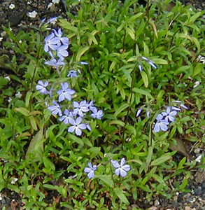 Phlox divaricata ssp. Laphamii