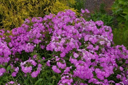 Phlox glaberimma 'Morris Berd'