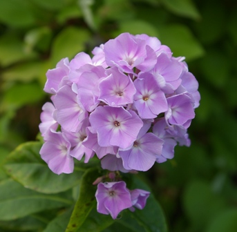 Phlox paniculata 'Garden Lavender'