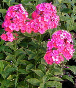 Phlox paniculata 'Star Fire'