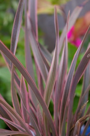 Phormium 'Pink Stripe'