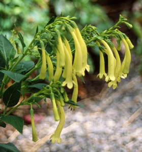 Phygelius aequalis 'Yellow Trumpet'