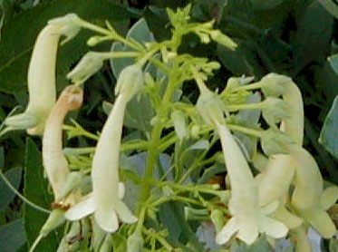 Phygelius 'Lemon Drop'