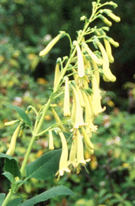 Phygelius rectus 'Moonraker'
