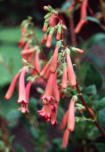 Phygelius rectus 'Pink Elf'