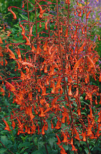 Phygelius rectus 'Salmon Leap'