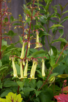 Phygelius 'Strawberry Blond'