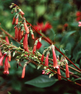 Phygelius 'Tredwidden Pink'