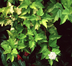 Physocarpus 'Morning Star'