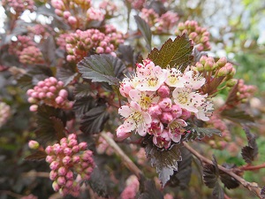 Physocarpus opulifolius 'Diabolo'