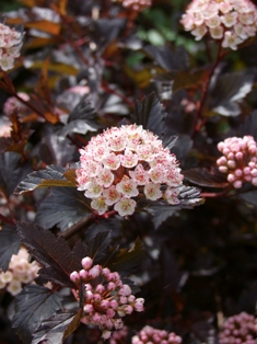 Physocarpus opulifolius 'Diabolo'