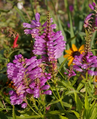 Physostegia virginiana 'Vivid'