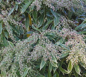 Pieris japonica 'Variegata'