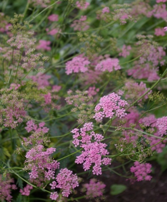 Pimpinella major 'Rosea'