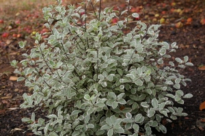 Pittosporum 'Garnettii'