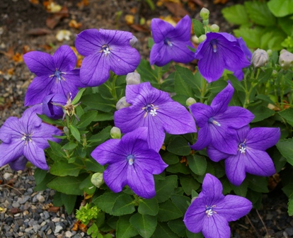 Platycodon grandiflorus 'Hakone Blue'