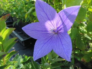 Platycodon grandiflorus 'Sentimental Blue'