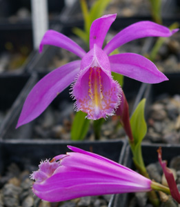 Pleione formosana