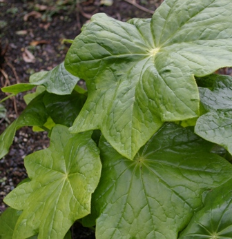 Podophyllum pleianthum