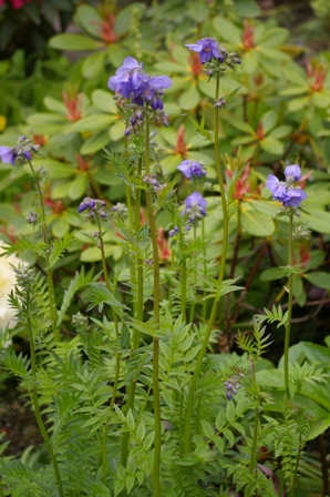 Polemonium caeruleum