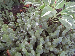 Polygonatum humile