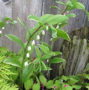 Polygonatum odoratum variegatum