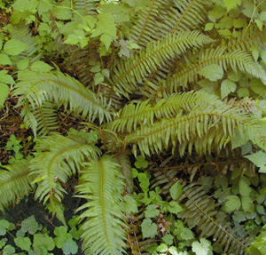 Polystichum munitum