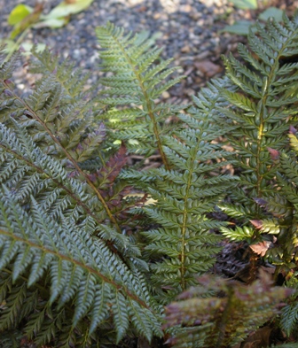 Polystichum neolobatum