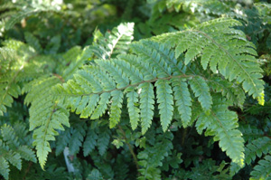 Polystichum polyblepharum