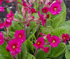 Primula 'Cowichan Cherry Pink'