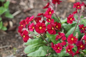 Primula 'Cowichan Red'