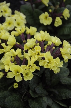 Primula 'Cowichan Yellow'