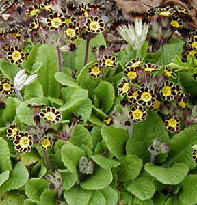 Primula 'Gold Laced'