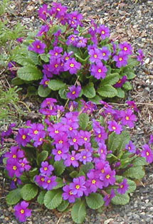 Primula 'Wanda'